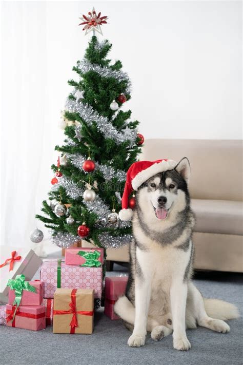 Siberian Husky Dog With Christmas Tree Stock Image Image Of Portrait