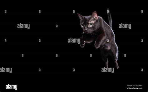 Black Cat Mid Air Jump Isolated On Black Background Stock Photo Alamy