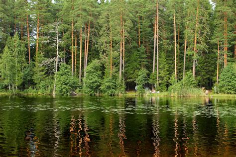 Forest Lake St Petersburg Russia Reflection Wallpapers Hd