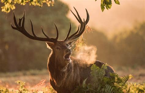 Le Brame du cerf à HansurLesse ~ Grottes de Han