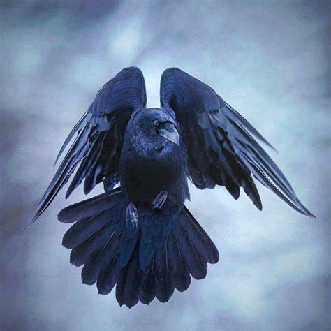 Pin By Dave Meyer On Nature Raven Photography Raven Bird Crow