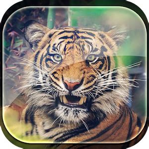 Slike Pozadine Tigar Najnovija Verzija Za Android Preuzmite Apk