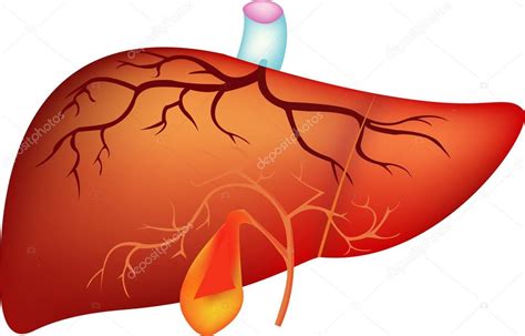 El Hígado El Hígado Y La Vesícula Biliar Son Los órganos Que Ayudan Al