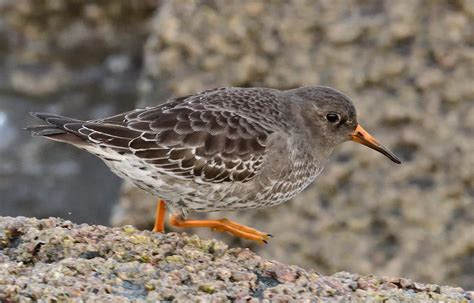 Purple Sandpiper River Esk Estuary Musselburgh Lorne K Flickr