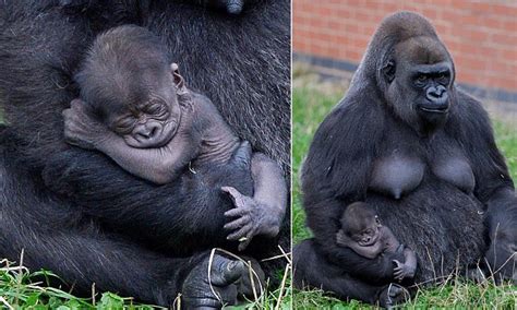 Baby Gorilla Is Cradled By Her 16 Stone Mother After Being