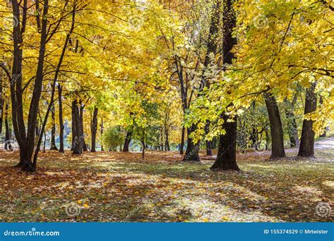 Beautiful Park Landscape With Tall Trees With Bright Orange And Yellow