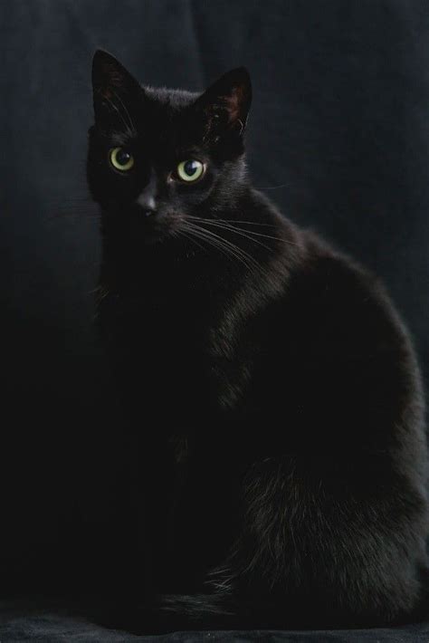 Superstitions About Black Cats In Different Cultures In 2021 Black