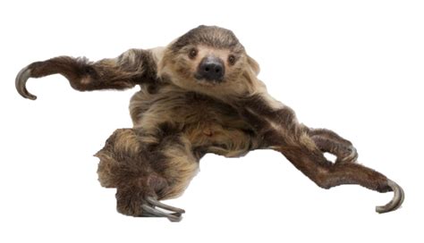 Hoffmanns Two Toed Sloth Brown Throated Sloth Pale Throated Sloth