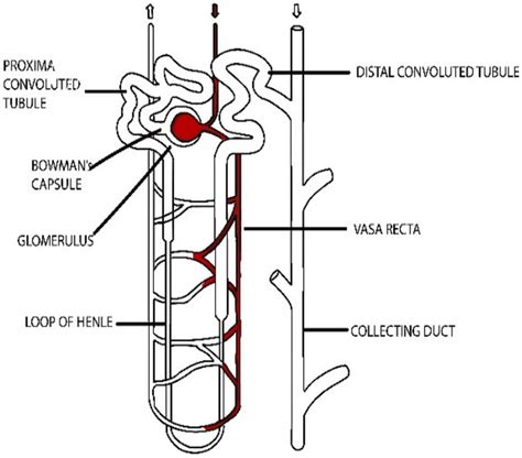 The Internal Structure Of Nephron Download Scientific Diagram