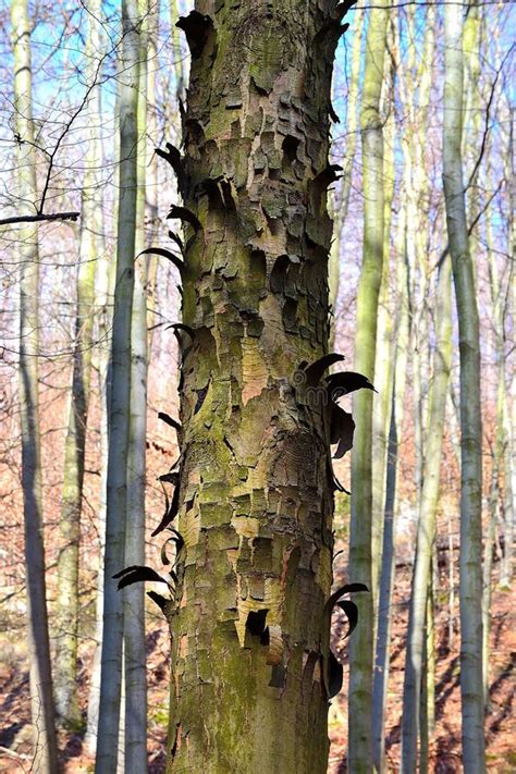 Peeling Bark Of A Tree Stock Photo Image Of Foothills 184085460