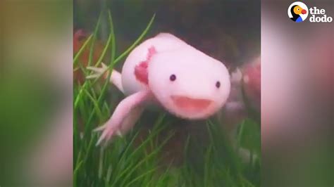 Axolotls Have The Best Smiles The Dodo Youtube