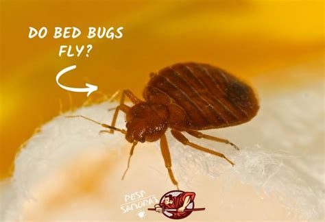 Do Bed Bugs Fly Startling Facts And Prevention Tips Pest Samurai