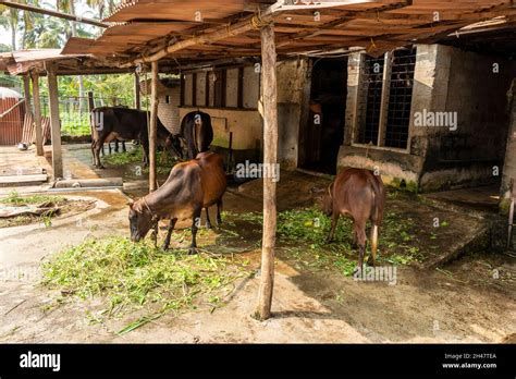 A Small Herd Of Cows At Philipkuttys Farm A Luxury Holiday Resort In Kottayam In The