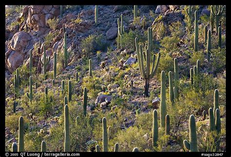 Picturephoto Slope With Saguaro Cactus Forest Tucson Mountains