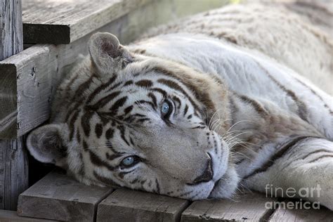 Rescued White Tiger At A Wildlife Refuge Photograph By Brandon Alms
