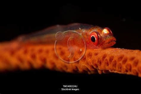 Red Goby Sitting Motionless On Whip Coral Fiji Stocktrek Images