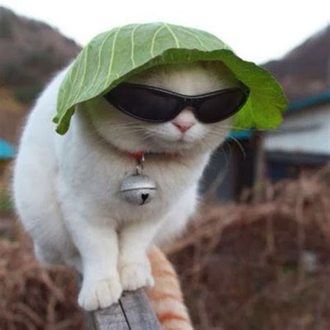 Funny Cat Sunglasses Interesting Facts And Pictures