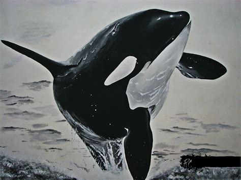 Pin Di Rosanna Cafarella Su Realistic Drawings Of Animals Orca Art