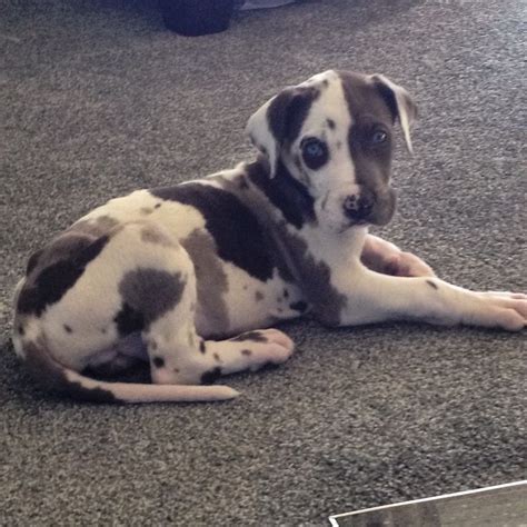 Blue Harlequin Great Dane Puppy 7 Weeks Old I Wish He Was Mine Dane