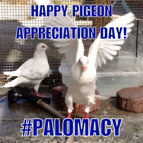 Pigeon Appreciation Day 2016