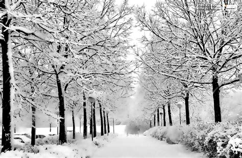 Snow Scene Wallpapers Hd Background Awb