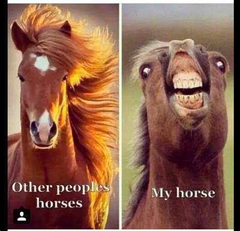 Pin By Marcee Rodgers On Humor Funny Horse Pictures Funny Horses