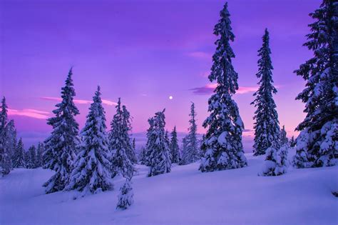 Nature Landscape Forest Snow Winter Wallpapers Hd