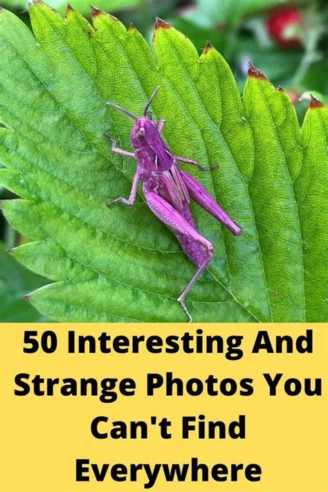 Strange Photos Viral Trend Guinness World Overrated Hilarious