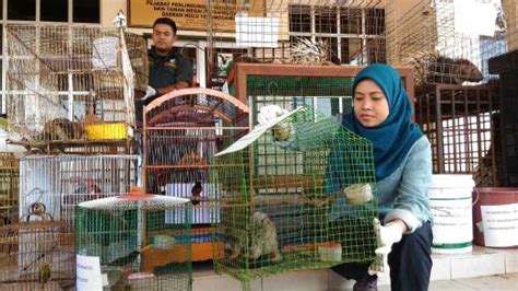 The department of wildlife and national parks of peninsular malaysia (malay: 5 ditahan miliki haiwan dilindungi | Jenayah / Mahkamah ...