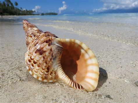 Download Beautiful Seashell On The Beach