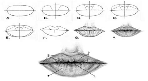 The Artists Ultimate Guide To Drawing Lips Feltmagnet