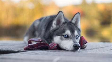 Download free backgrounds hd wallpapers for android & ios now! Wallpaper Husky, dog, cute animals, 4K, Animals #19580