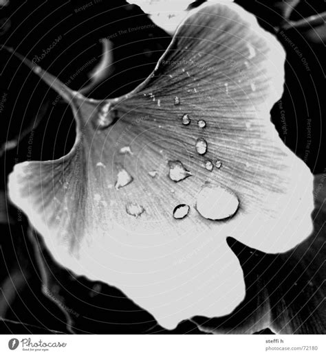 Ginkgo Tree Drops Of Water A Royalty Free Stock Photo From Photocase