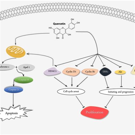 Different Molecular Mechanisms Of The Effects Of Quercetin Against Ec