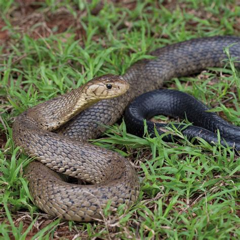 Forest Cobra African Snakebite Institute