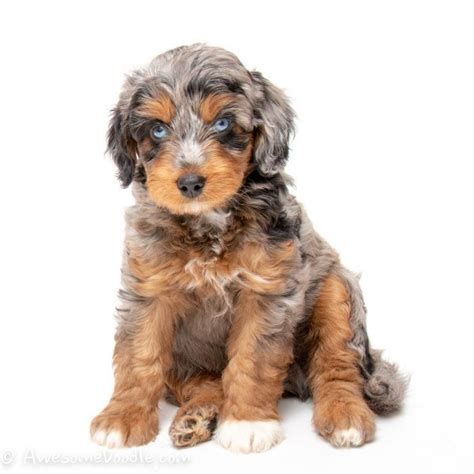 Charles spaniel chesapeake bay retriever chihuahua chinese crested chinook chow chow clumber spaniel cockapoo cocker spaniel collie coonhound coonhounds (all types) corgi coton de tulear. Mini AussieDoodle Puppies for Sale - AwesomeDoodle ...