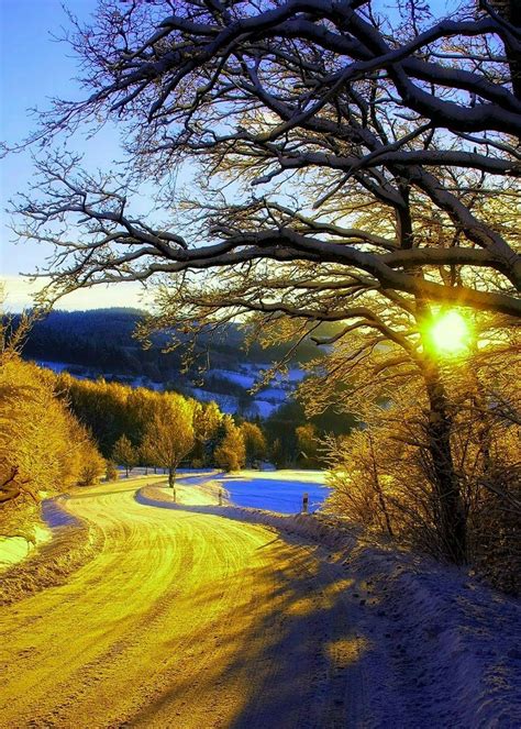 the sun shines brightly on a snowy road near trees and snow covered ground