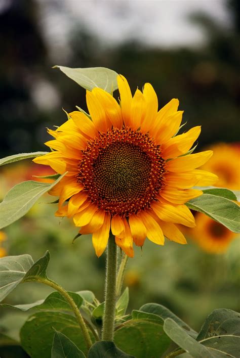 Girasol Amarillo En Flor · Fotos De Stock Gratuitas