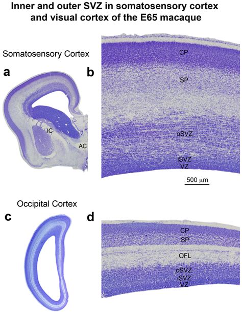 The Outer Fiber Layer Ofl Is Not Present In Cortical Areas Rostral To