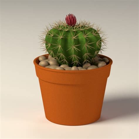 Max Cactus Pot