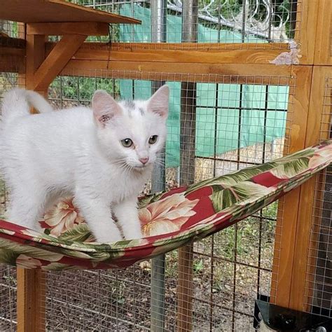 Catastrophicreations fabric raceway hammock lounger. Outdoor Cat Hammock for Catios | Etsy in 2020 | Outdoor ...