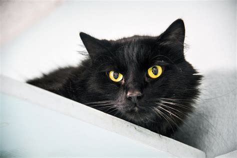 Local Shelters Say Black Cat Superstitions Dont Affect Adoptions The