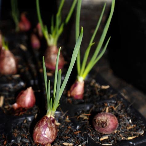 Grow At Home How To Grow Superb Shallots In 2022 Growing Shallots