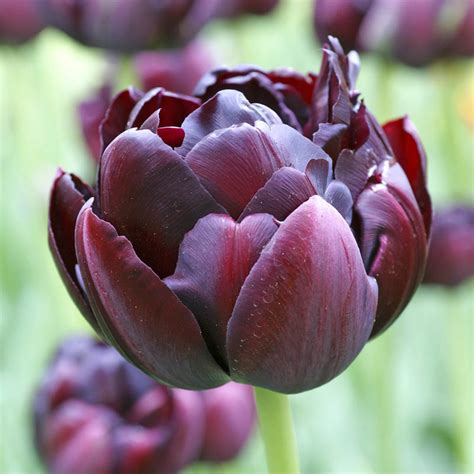 Black Hero Tulip Bulbs From Gardens Alive