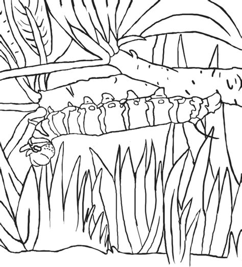 Swallowtail Coloring Page Coloring Pages