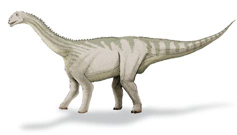 Bellusaurus Pictures And Facts The Dinosaur Database
