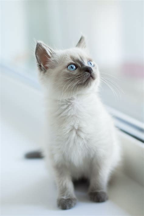 Kittens 101: The Ultimate Pet Parent's Guide