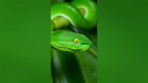Cool Emerald Green Pit Snake Gumprecht Pit Viper Youtube