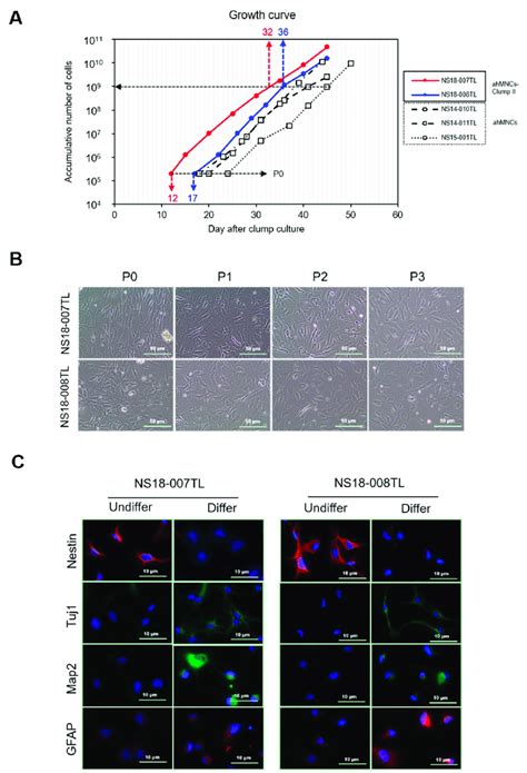 In Vitro Proliferation And Differentiation Of AhMNCs Clump II A
