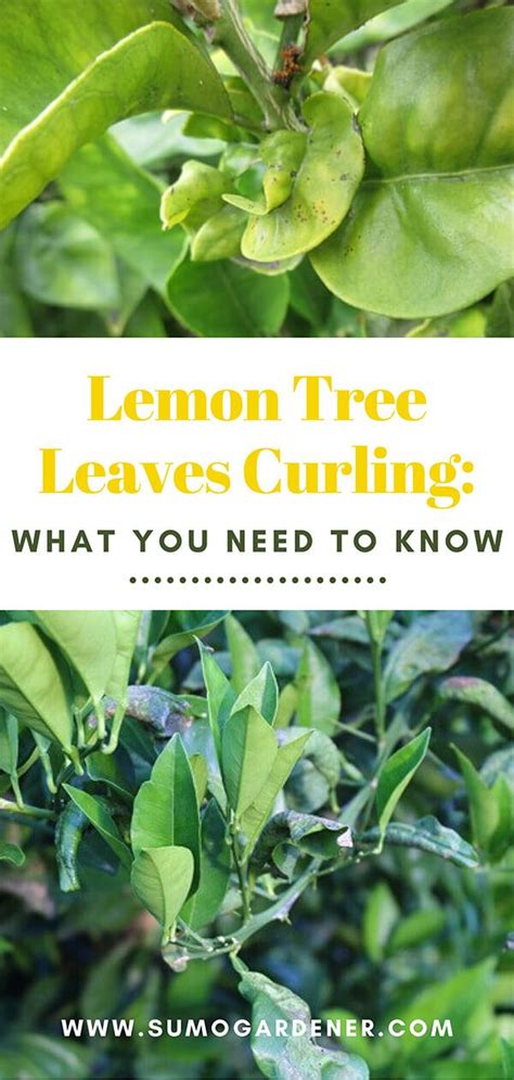 Lemon Tree Leaves Curling What You Need To Know Citrus Trees Lemon